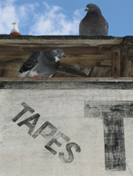 Pigeon Tapes Rollover button